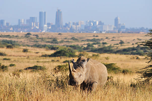 <span  class="uc_style_uc_tiles_grid_image_elementor_uc_items_attribute_title" style="color:#ffffff;">Rhino in front of the city of Nairobi, Nairobi National park, Kenya, Africa</span>