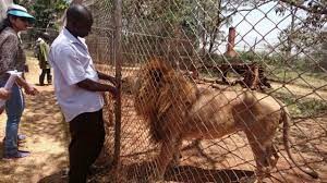 <span  class="uc_style_uc_tiles_grid_image_elementor_uc_items_attribute_title" style="color:#ffffff;">Nairobi Animal Orphanage   (Source: https://www.safaribrite.com/)     </span>